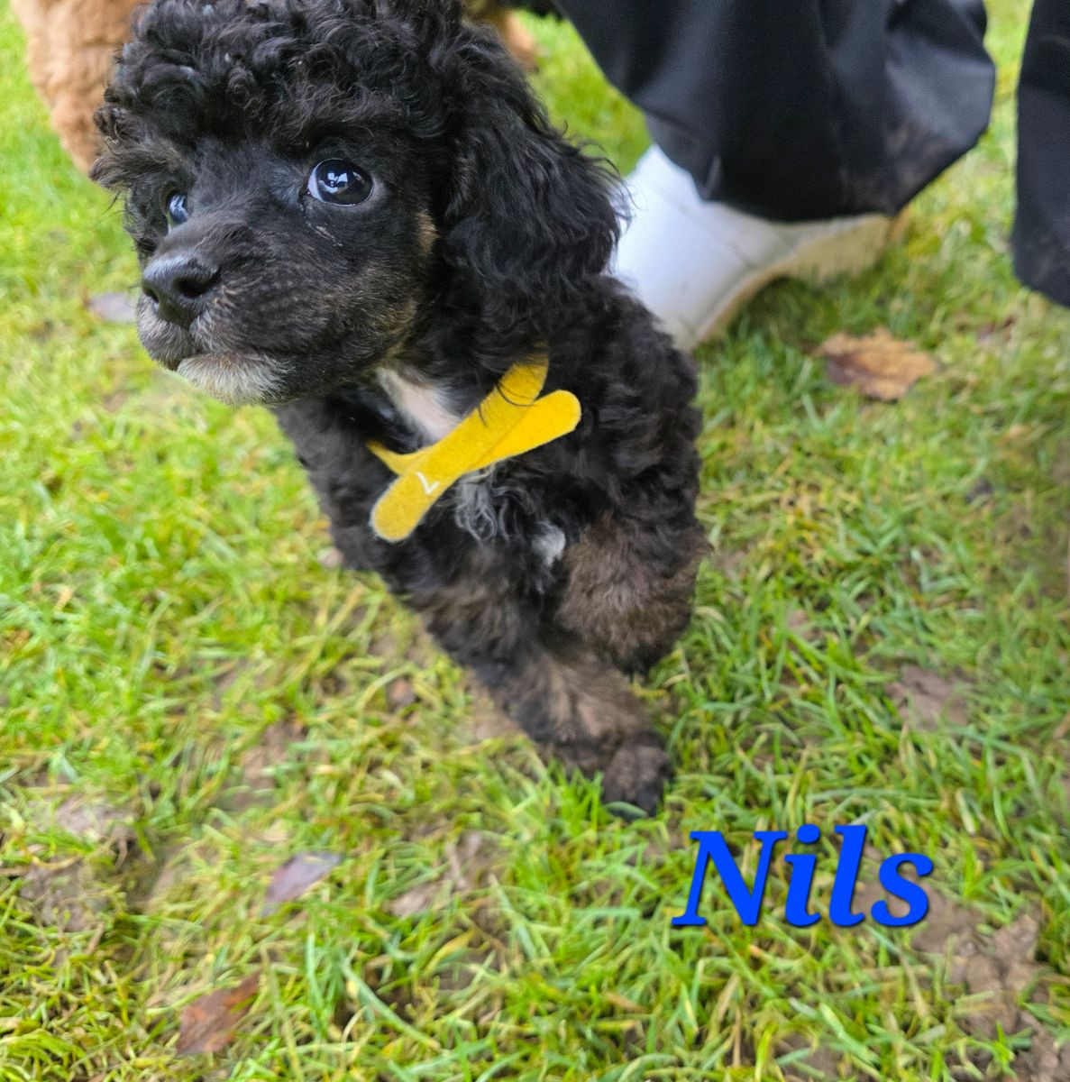Miniature Poodle · 2025-10-22 · Kungsör · Monmo Line's