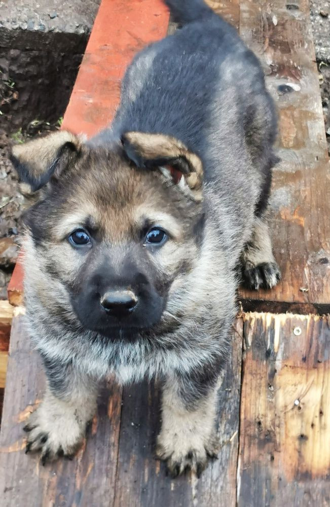 Kennel Snibor Anzi