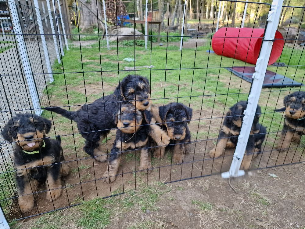 Airedale terrier