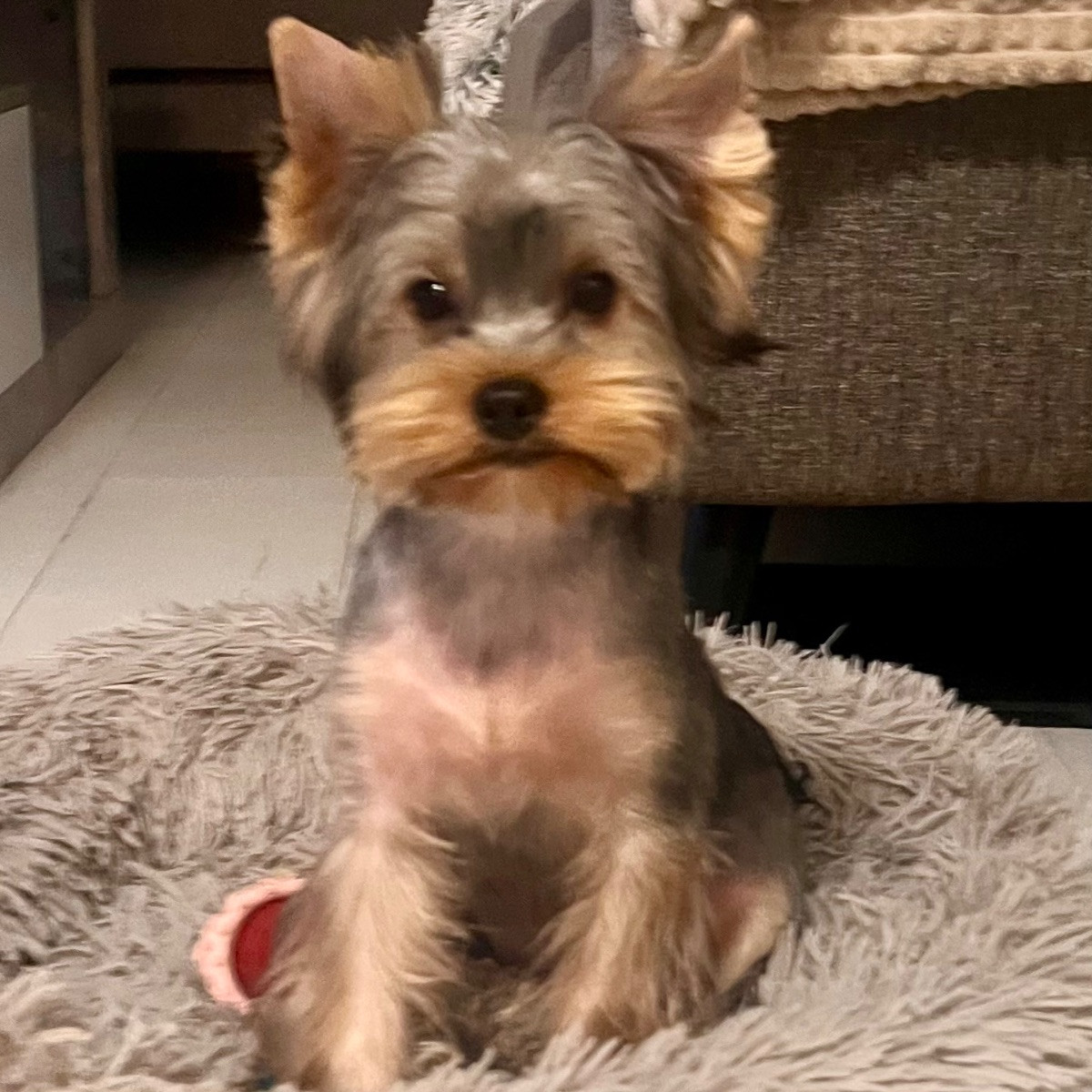Yorkshire Terrier