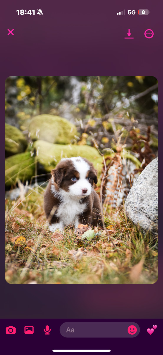 Miniature American Shepherd