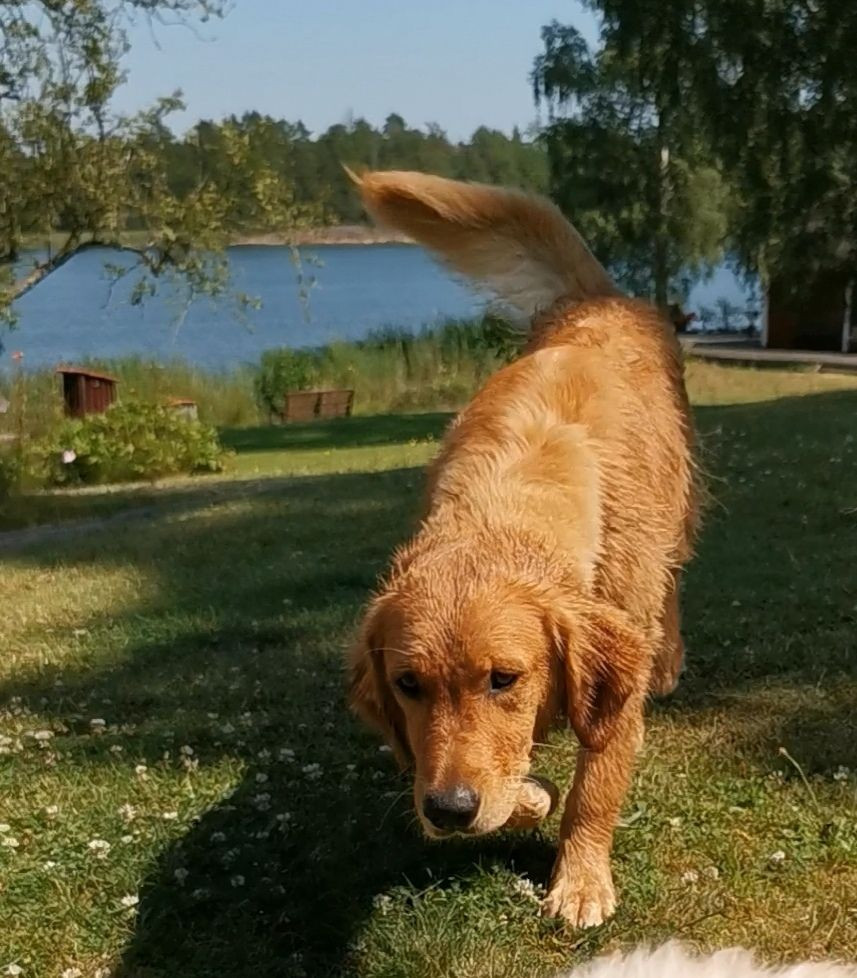 Golden retriever