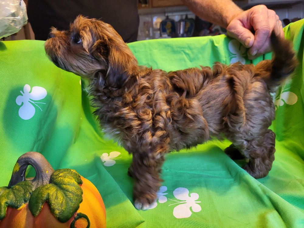 Havanese