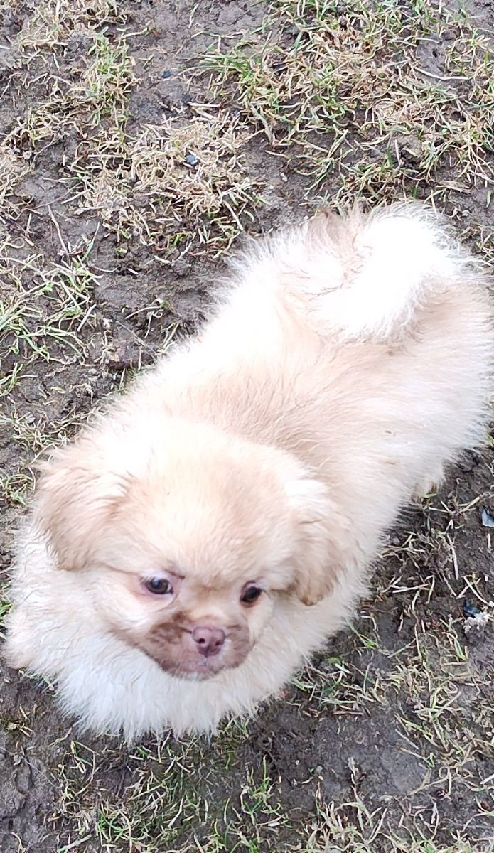 Tibetansk spaniel