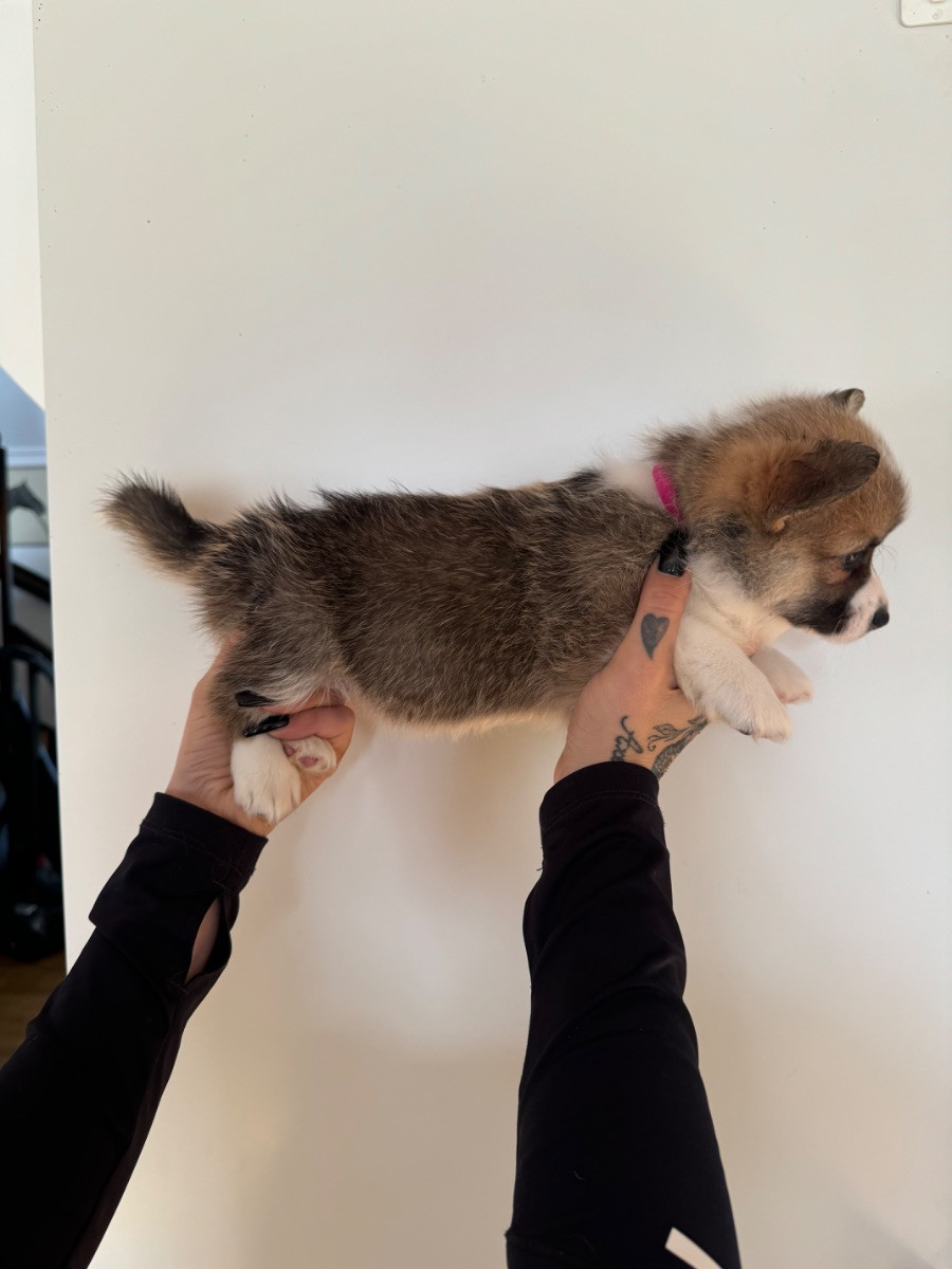 Balsbys corgi