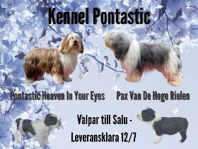 Polish Lowland Sheepdog