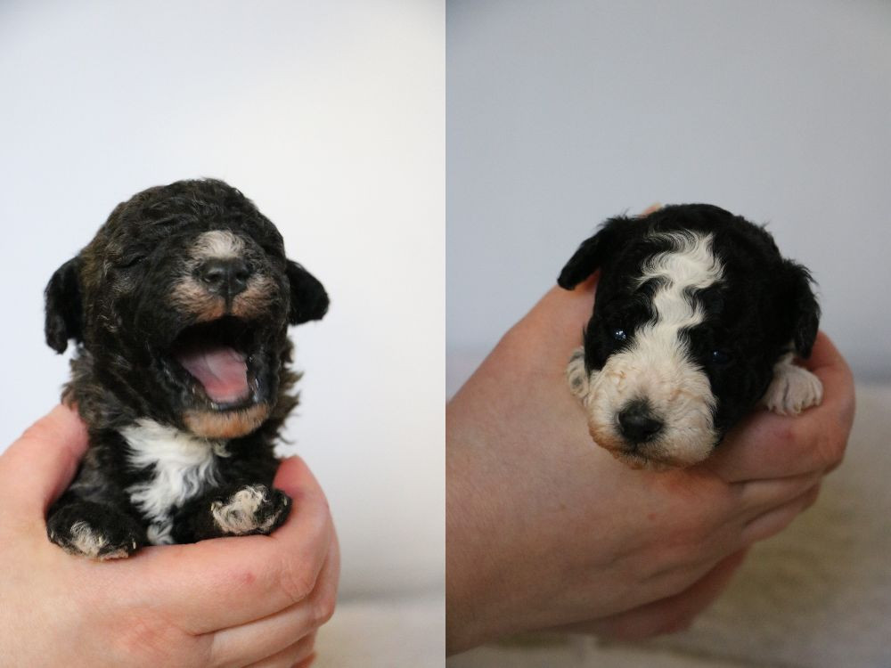 Rättargården