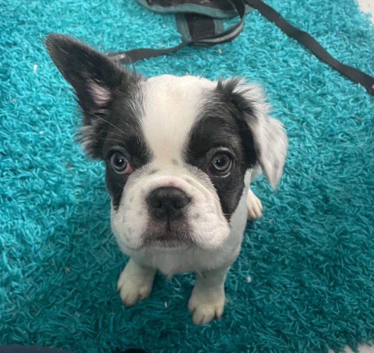 Fransk bulldog