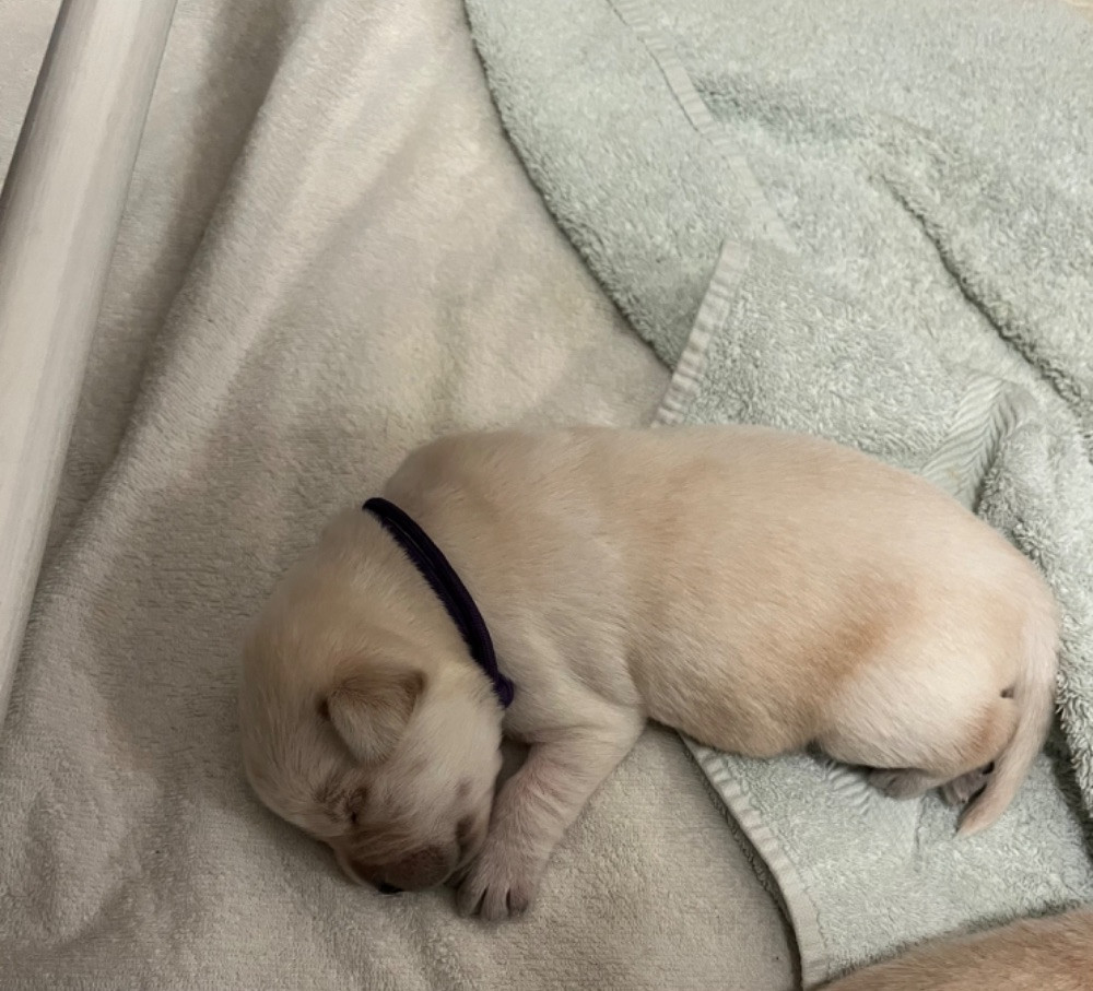 Labrador Retriever