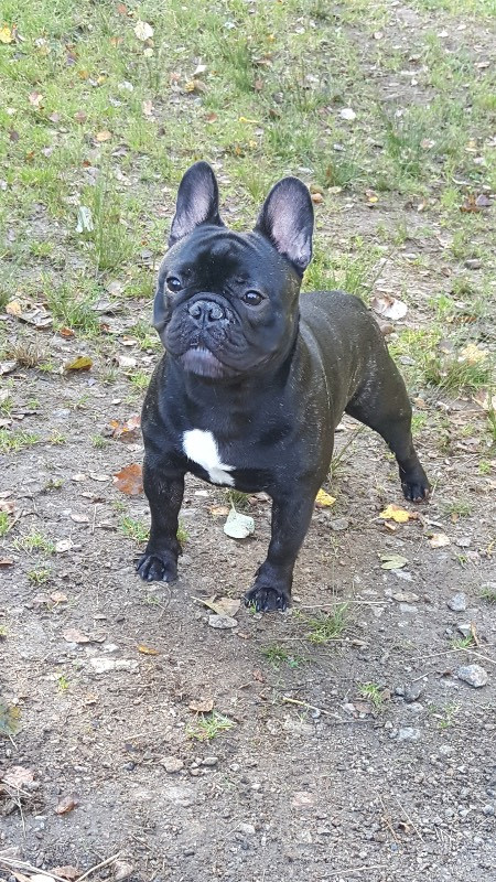Los Dinegro's kennel