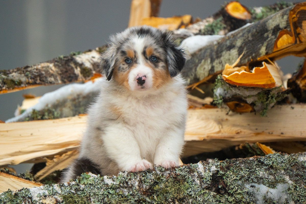 Maple Force Aussies