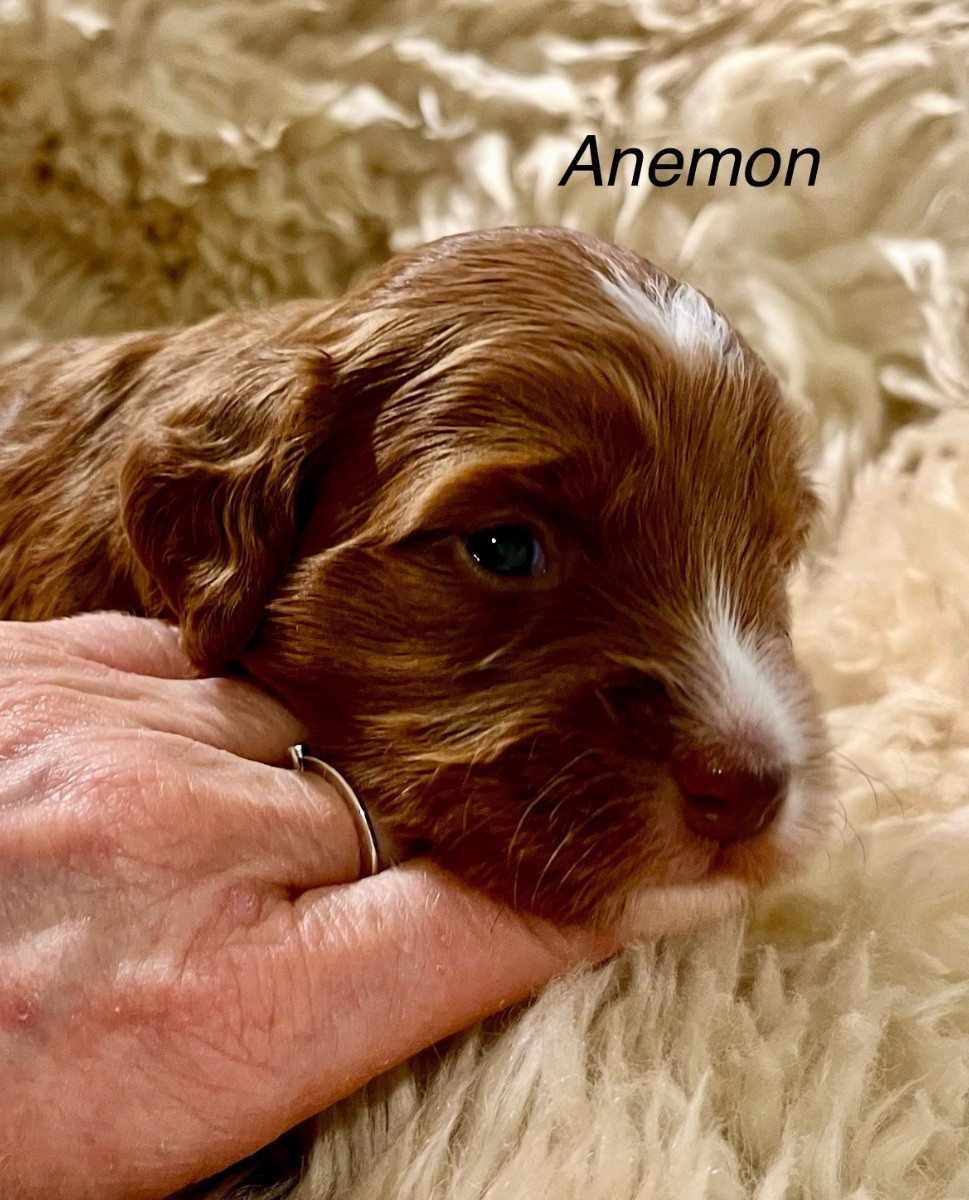 Australian Labradoodle · 2025-11-04 · Lerberget · Kajsa B.