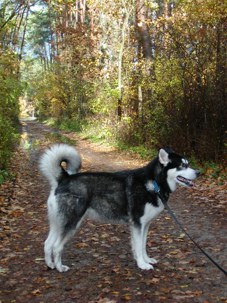 Alaskan Malamute