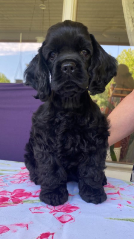American Cocker Spaniel