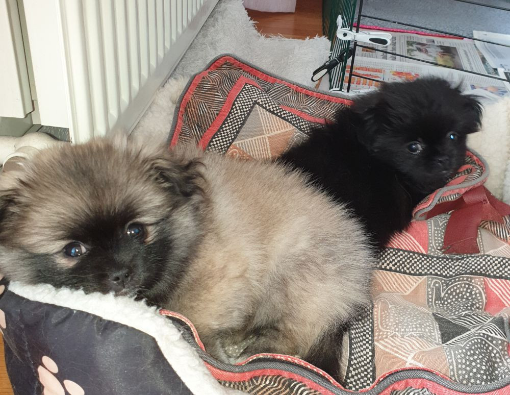 Minipekines och pommeranier