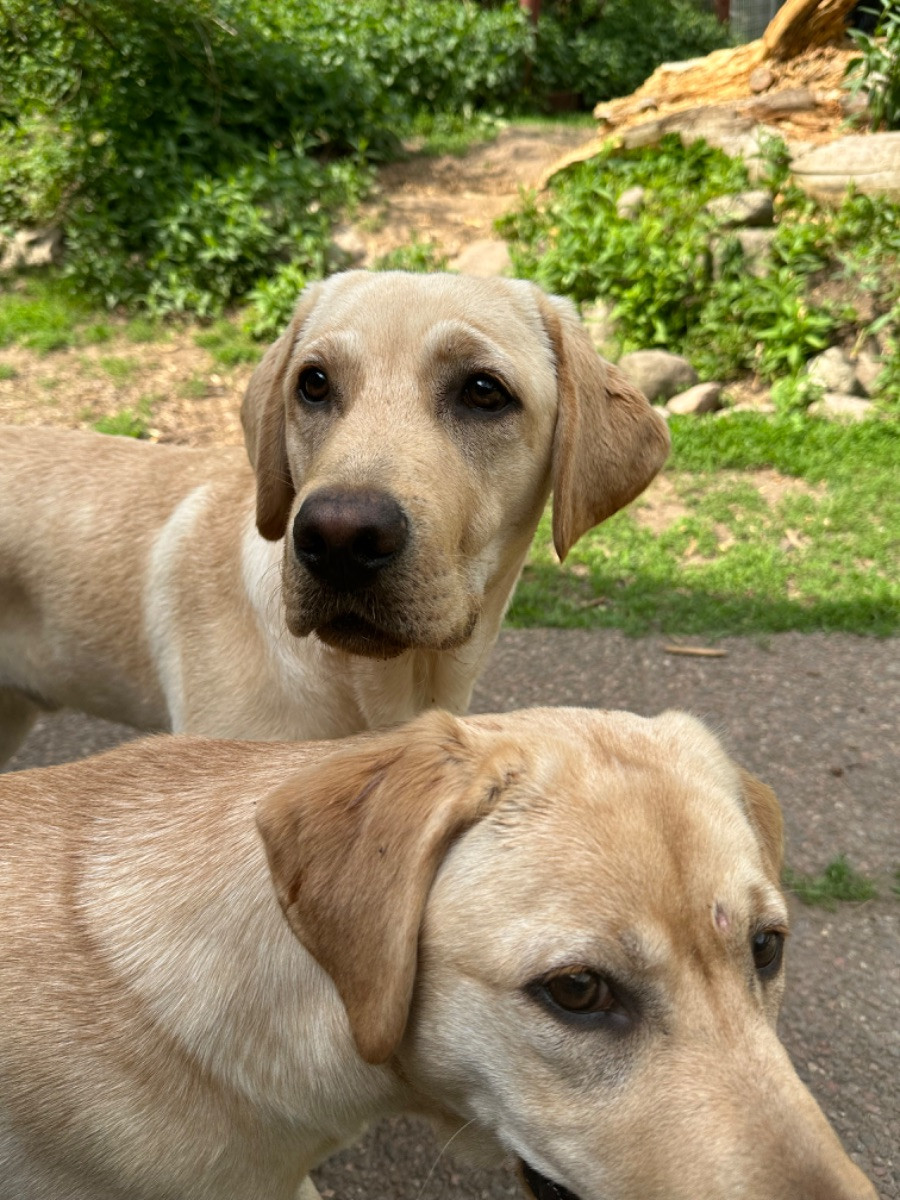 Labrador retriever