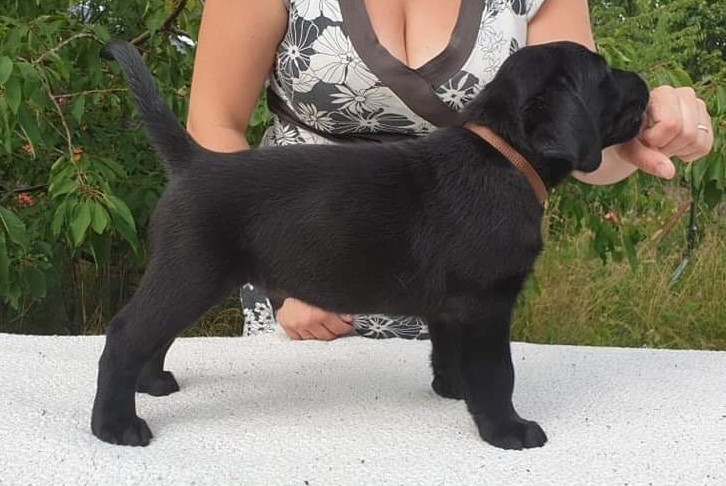 Labrador retriever
