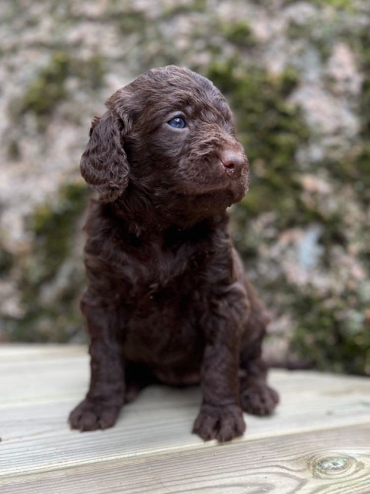 Isadoras Pudel och Cockerpoo