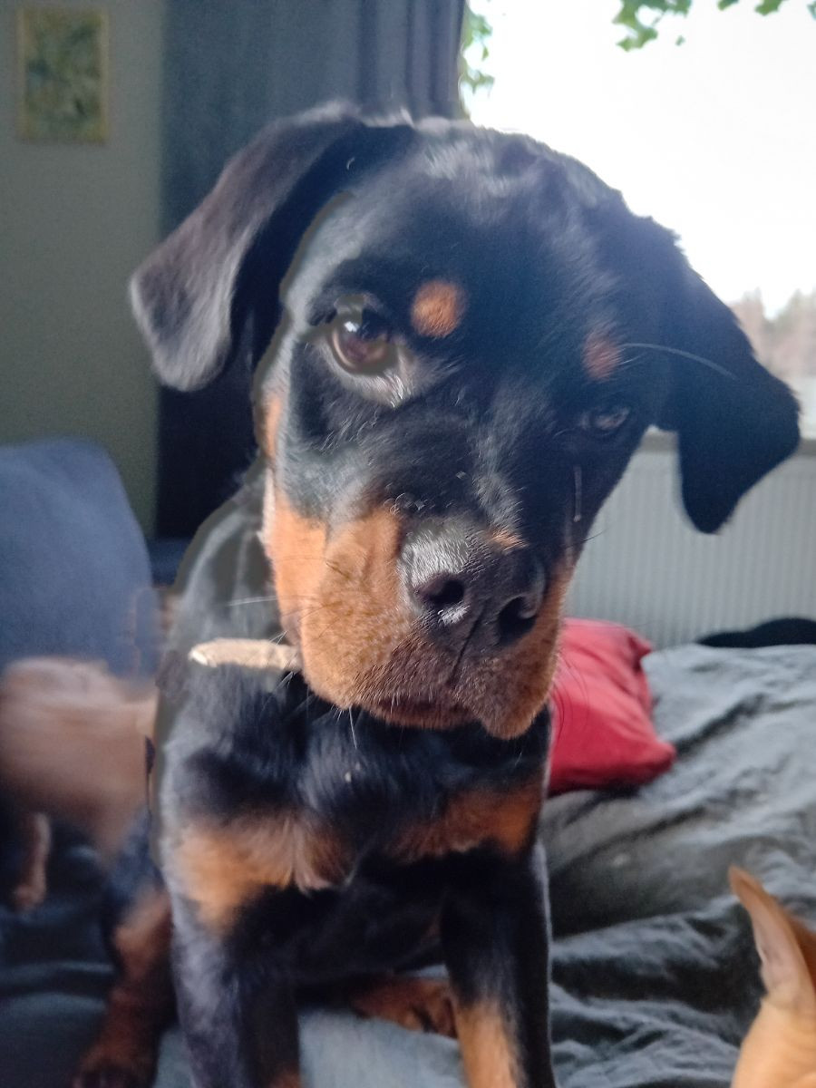 Rottweiler · 2025-08-03 · Svenljunga · Sirpa O.