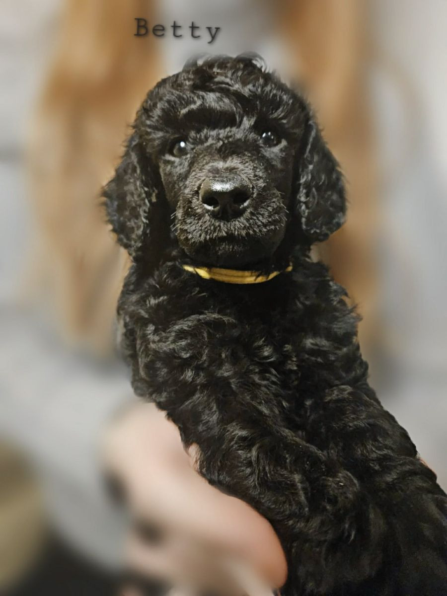 Standard Poodle