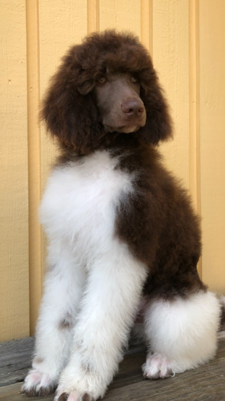 Spirit of Ronja