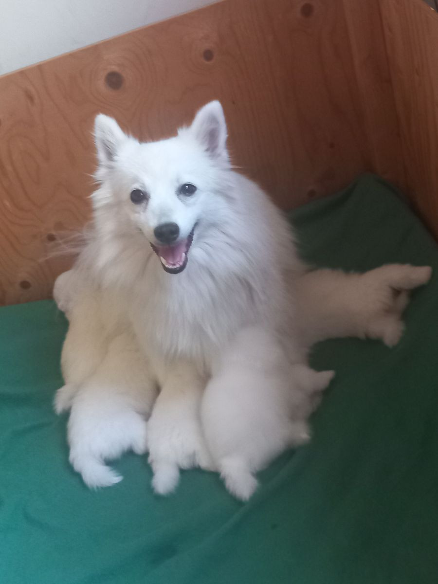 Kennel Alegros
