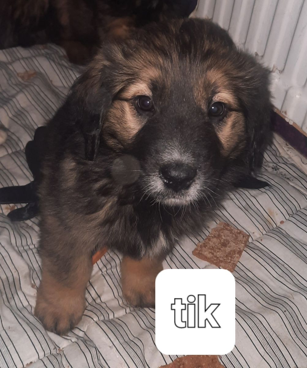 Leonberger/Bernersennen
