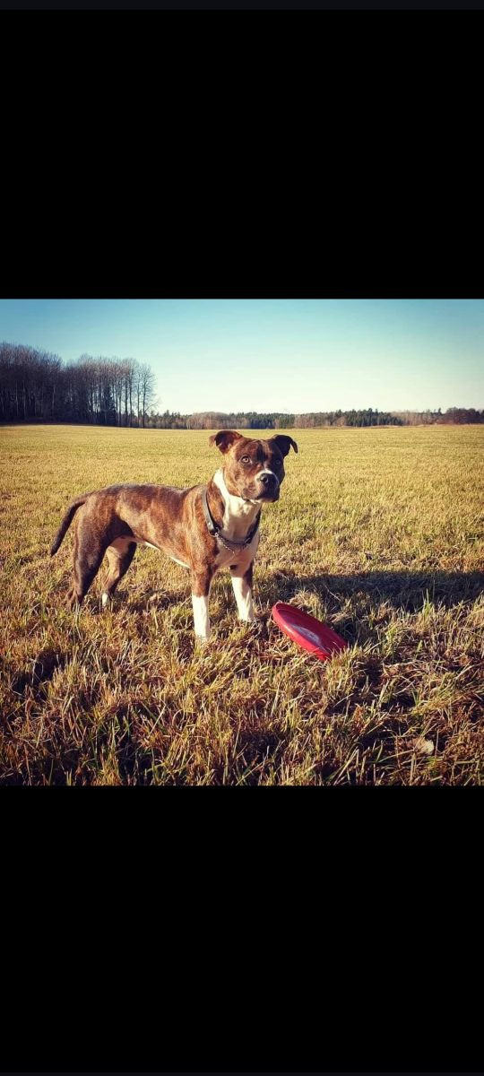Amstaff · 2019-03-06 · Tidan · Beatrice S.