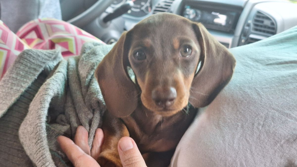 SE27277/2025 Lucky-Luke