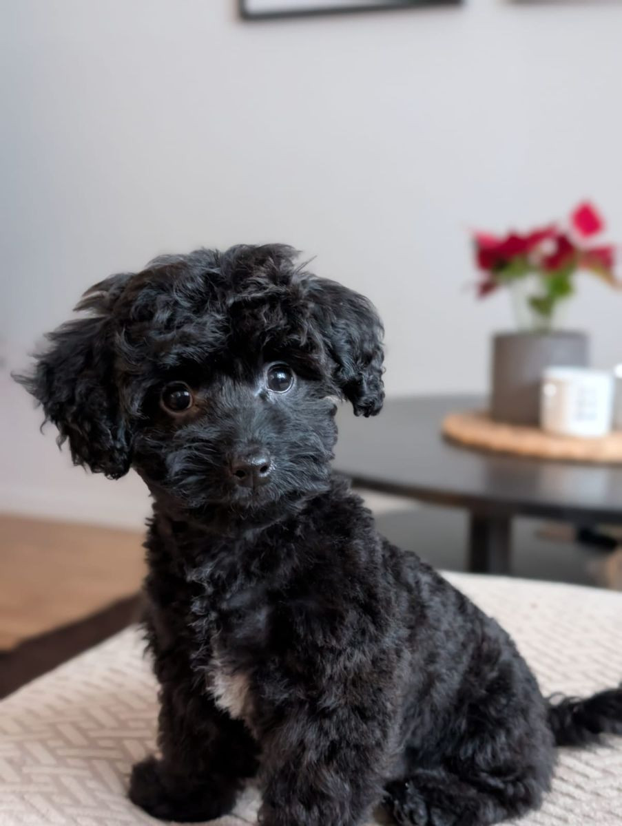 Havapoo · 2025-10-28 · Ösmo · My B.