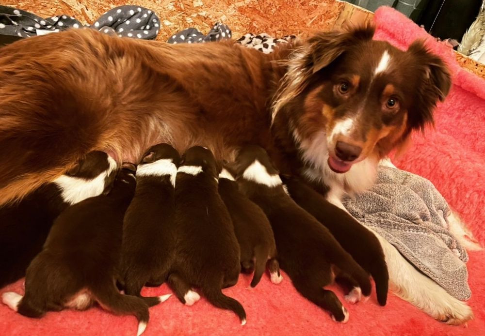 Meldans Aussie