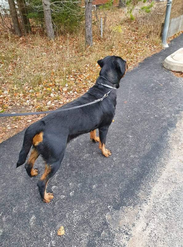 Balkan Iko’s Rottiss