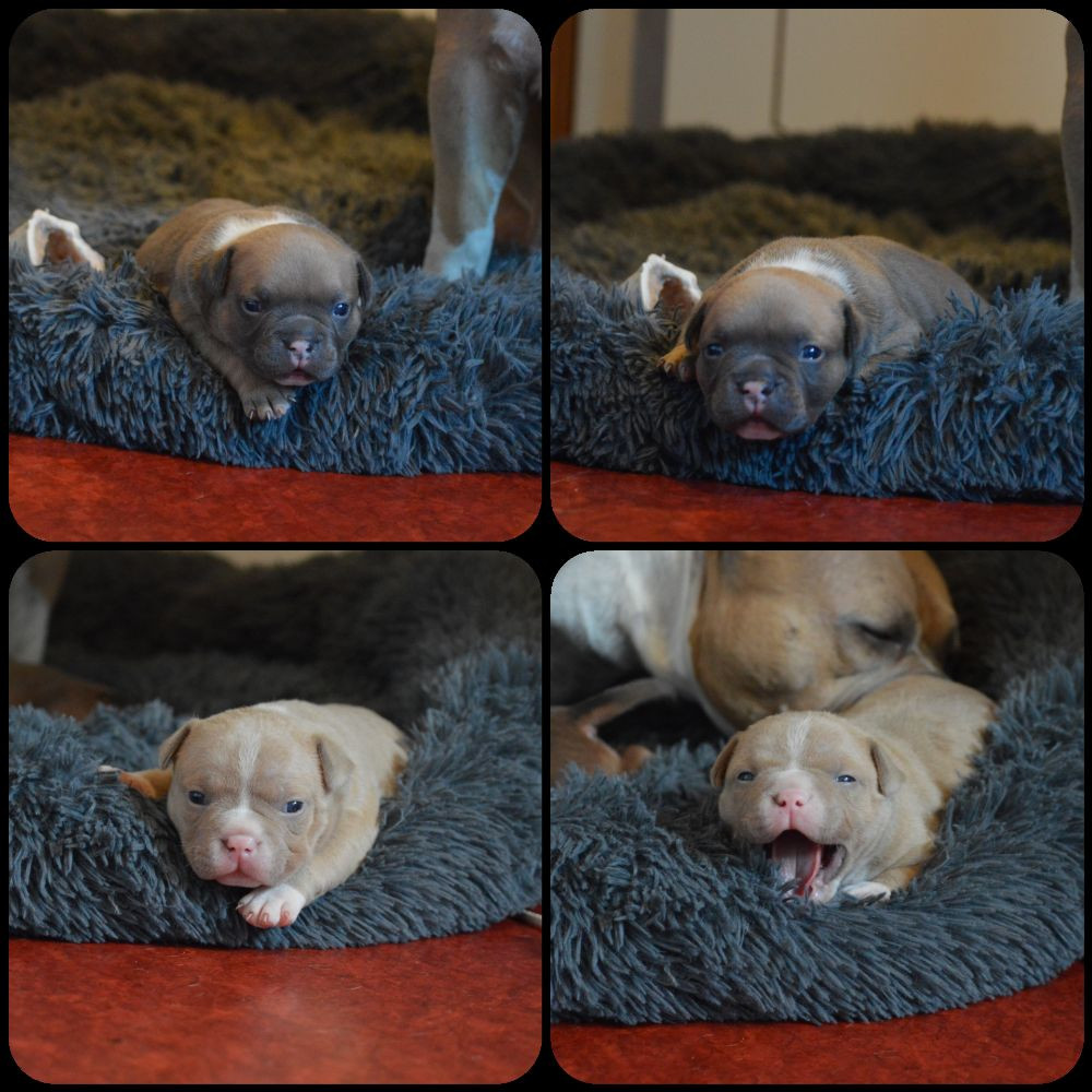 Redhouse Bully