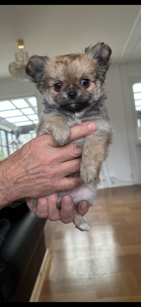 Mini chipette