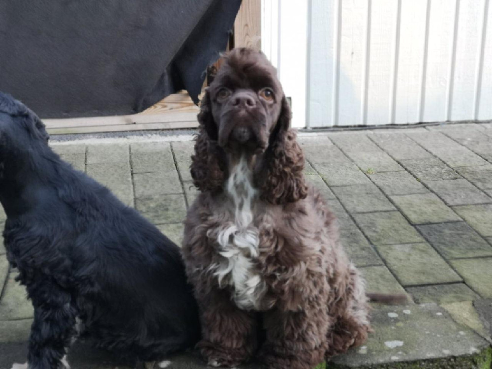 American Cocker Spaniel