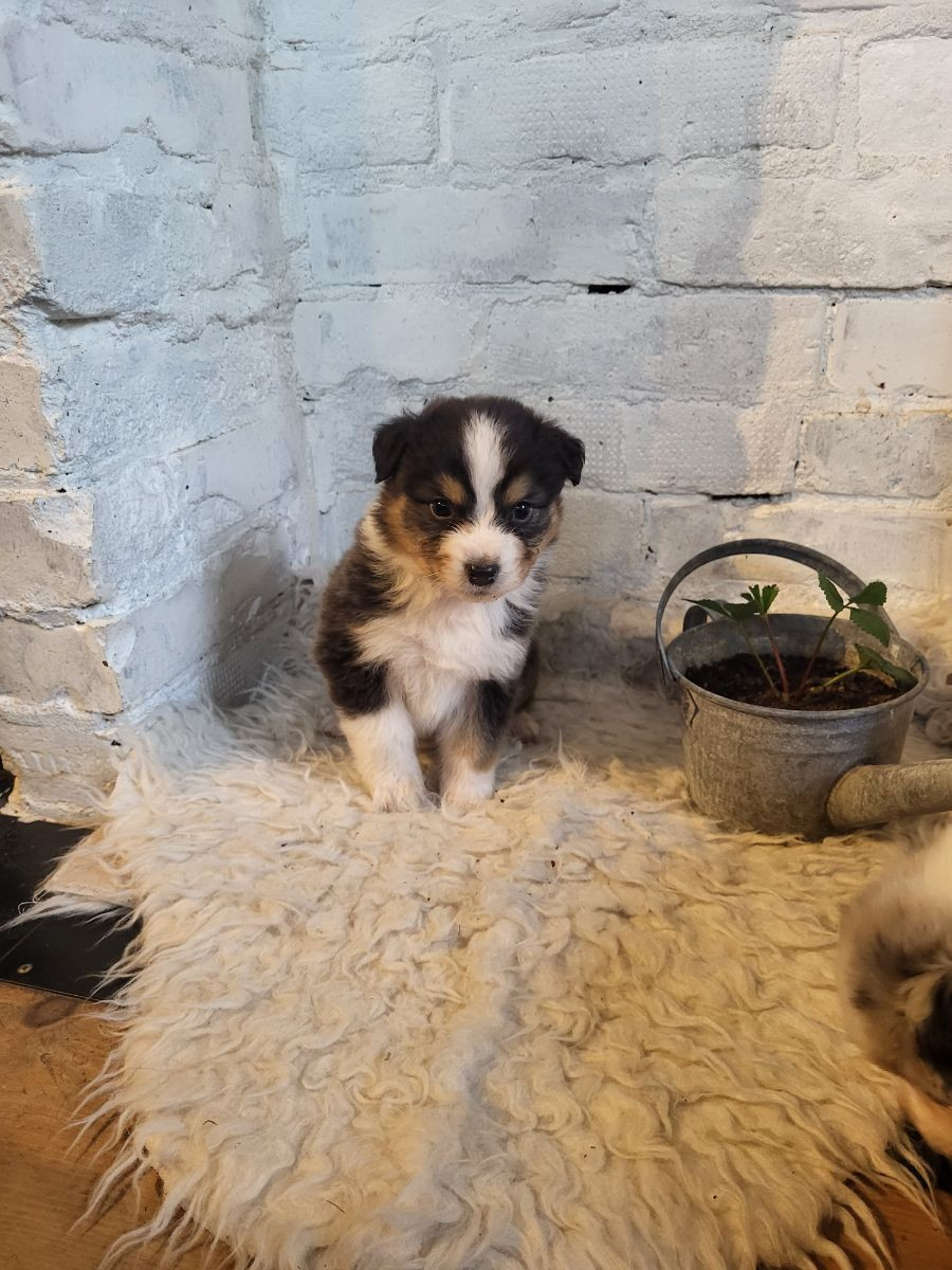Australian Shepherd