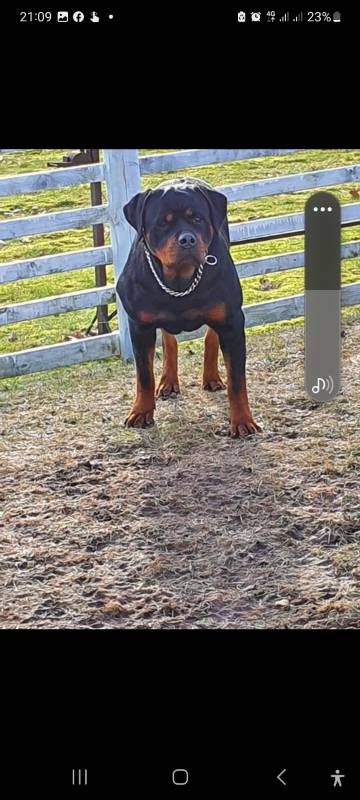 Balkan Iko’s Rottiss