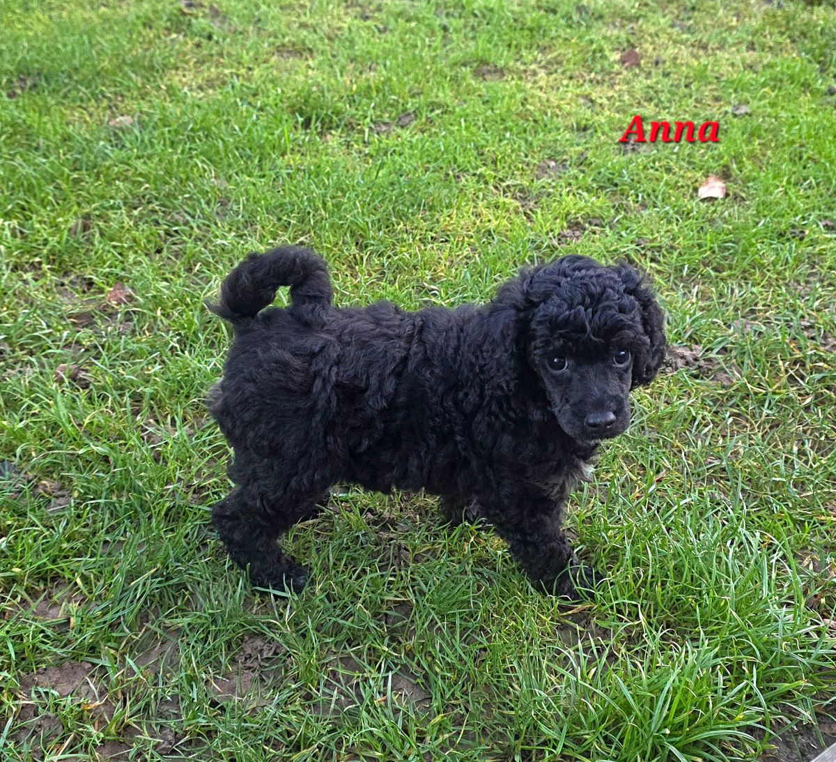 Miniature Poodle · 2025-10-22 · Kungsör · Monmo Line's
