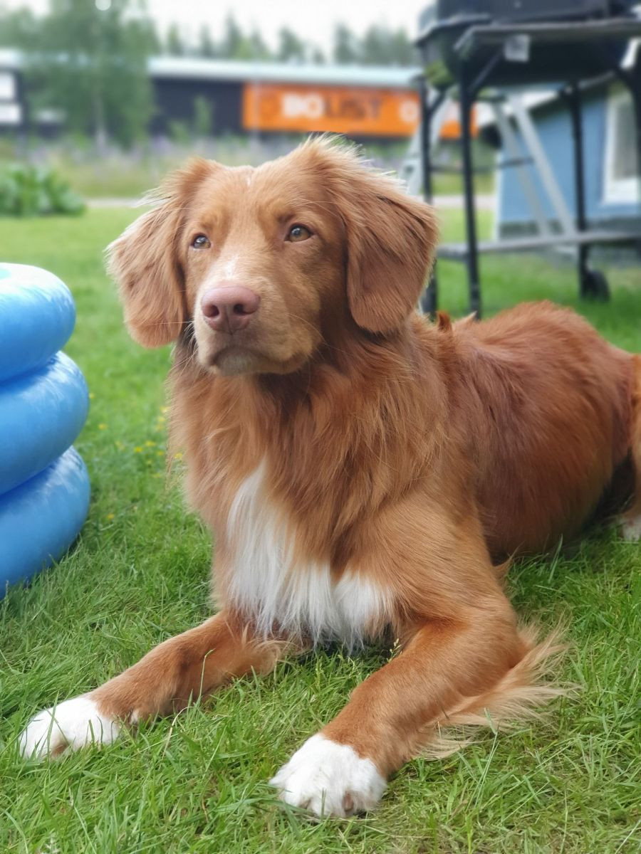 Amazing tollers