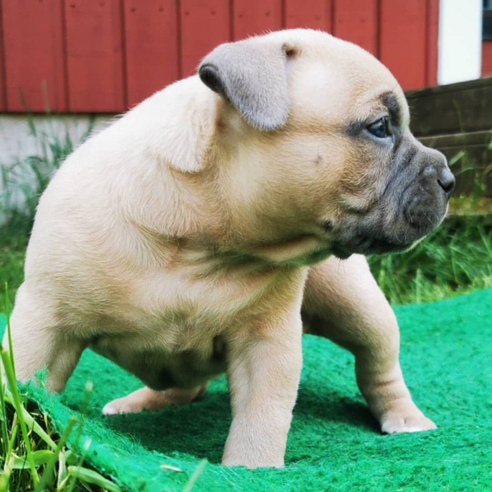 Redhouse Bully