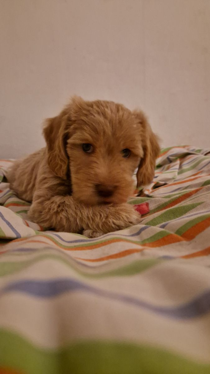 Lyckornaslabradoodle