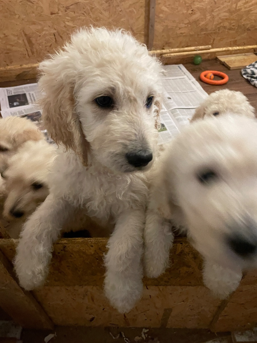 Lugnets kennel