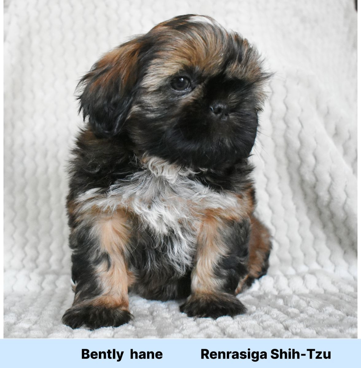 The merry shih-tzu family