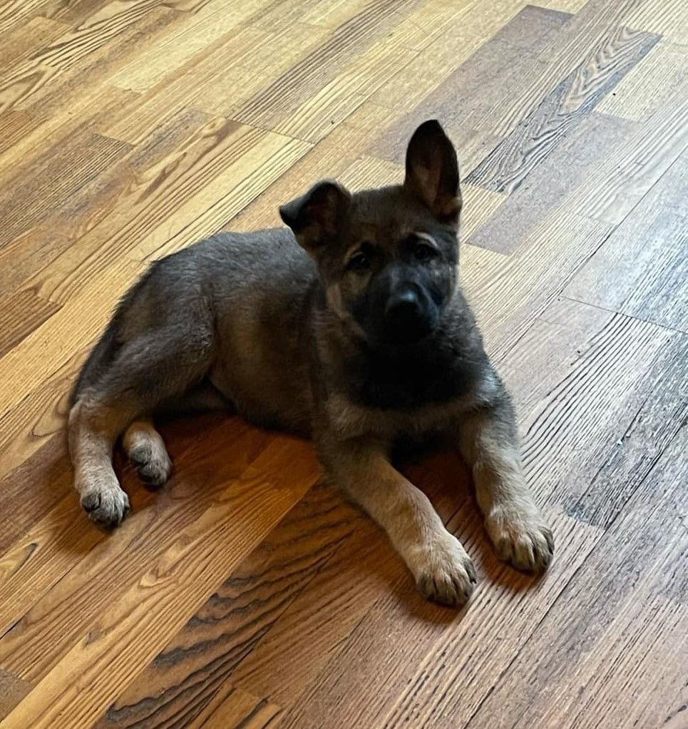 Kennel Snibor Anzi