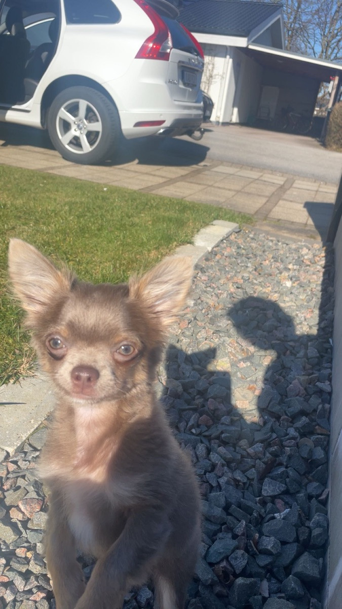 Milo