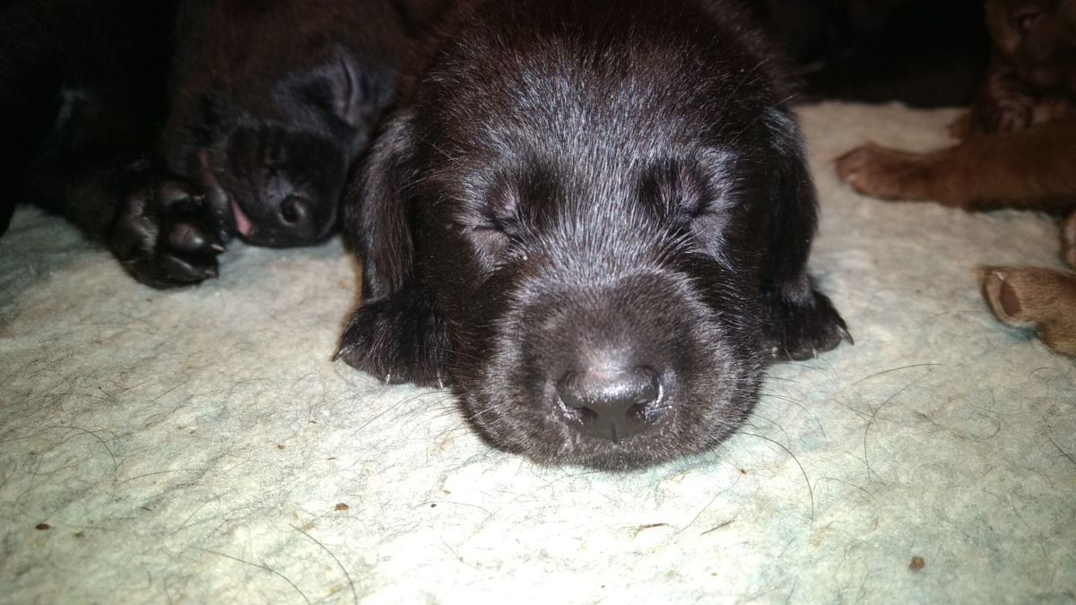Labrador Retriever