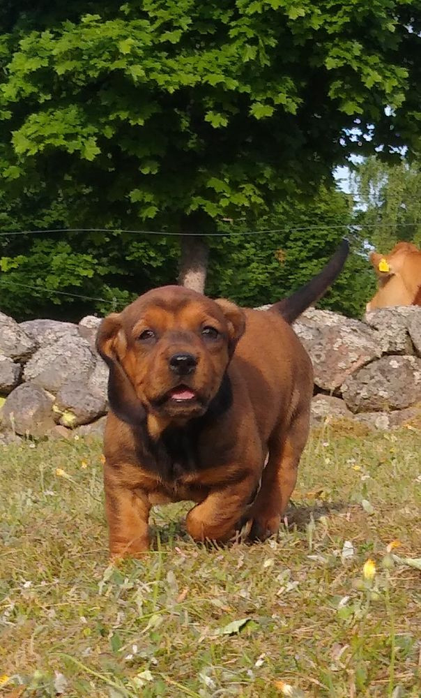 Alpine Dachsbracke