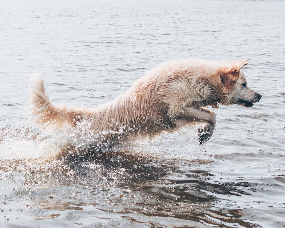 The Dog’s Basic Needs