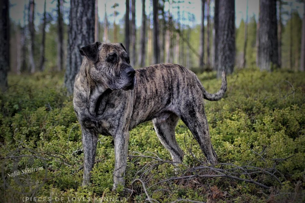 Presa Canario