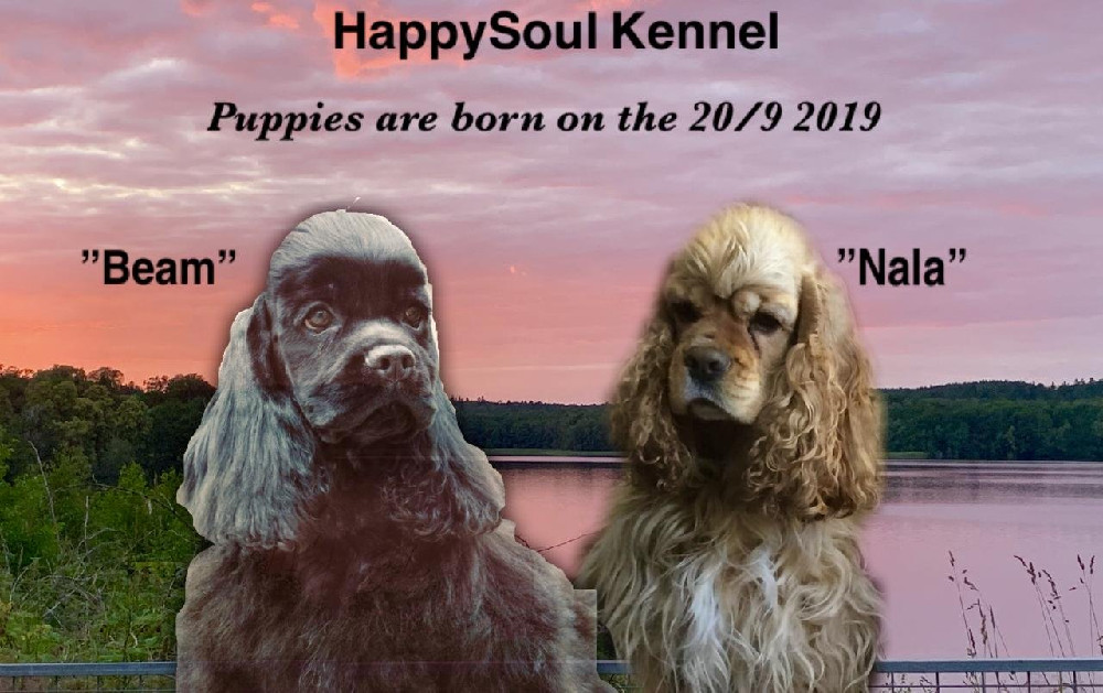 Happysoul